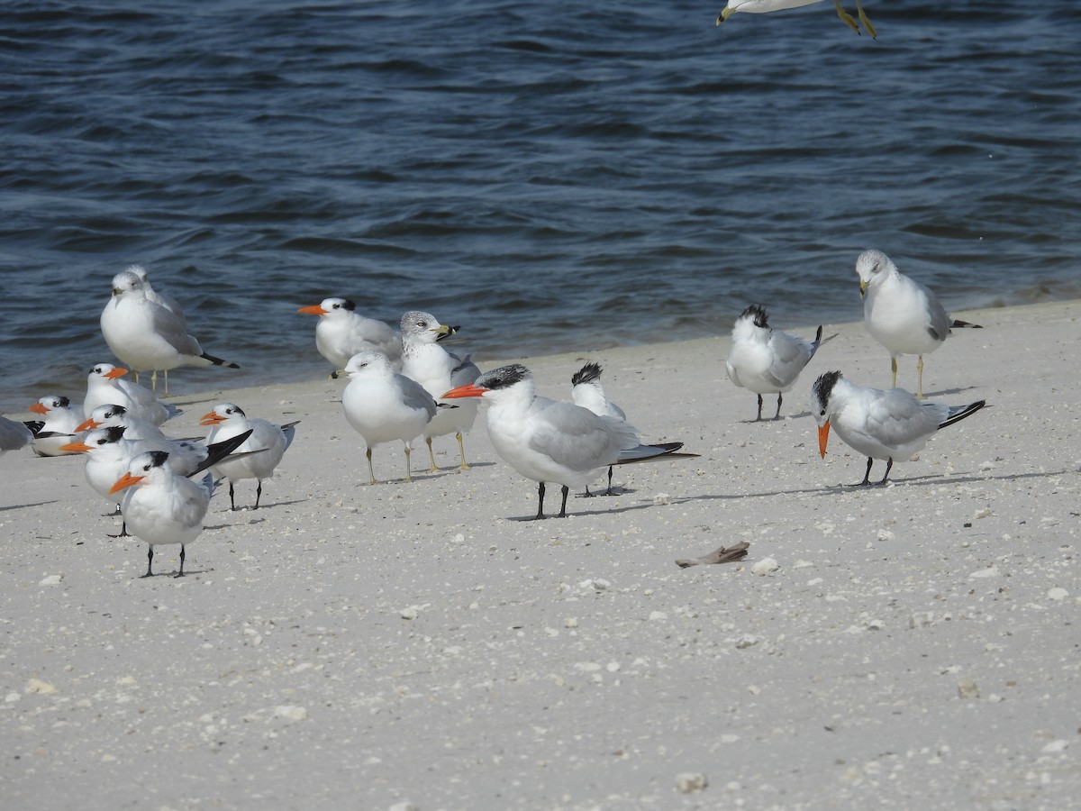 Морин хараалай - ML646405437