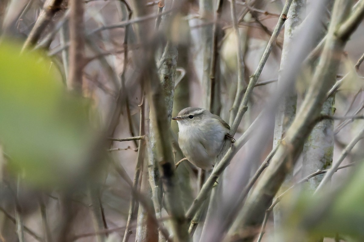 Hume's Warbler - ML646405438