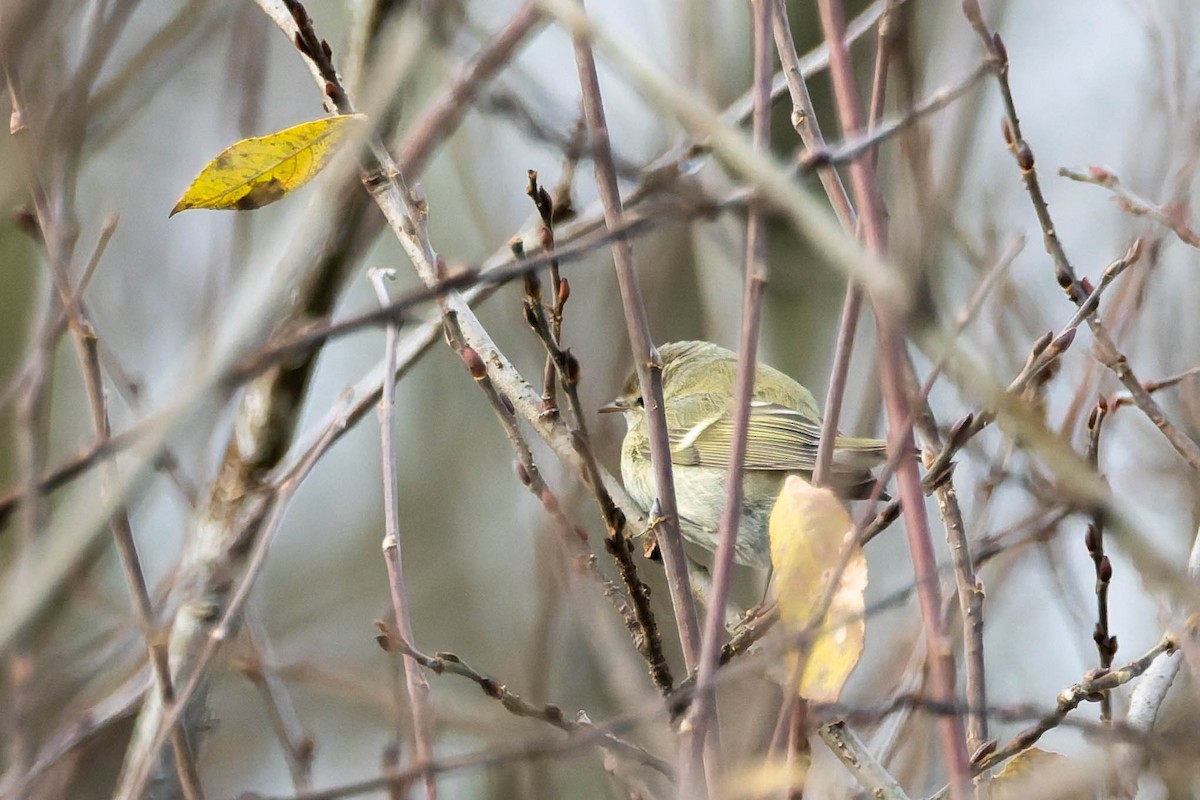 Hume's Warbler - ML646405439
