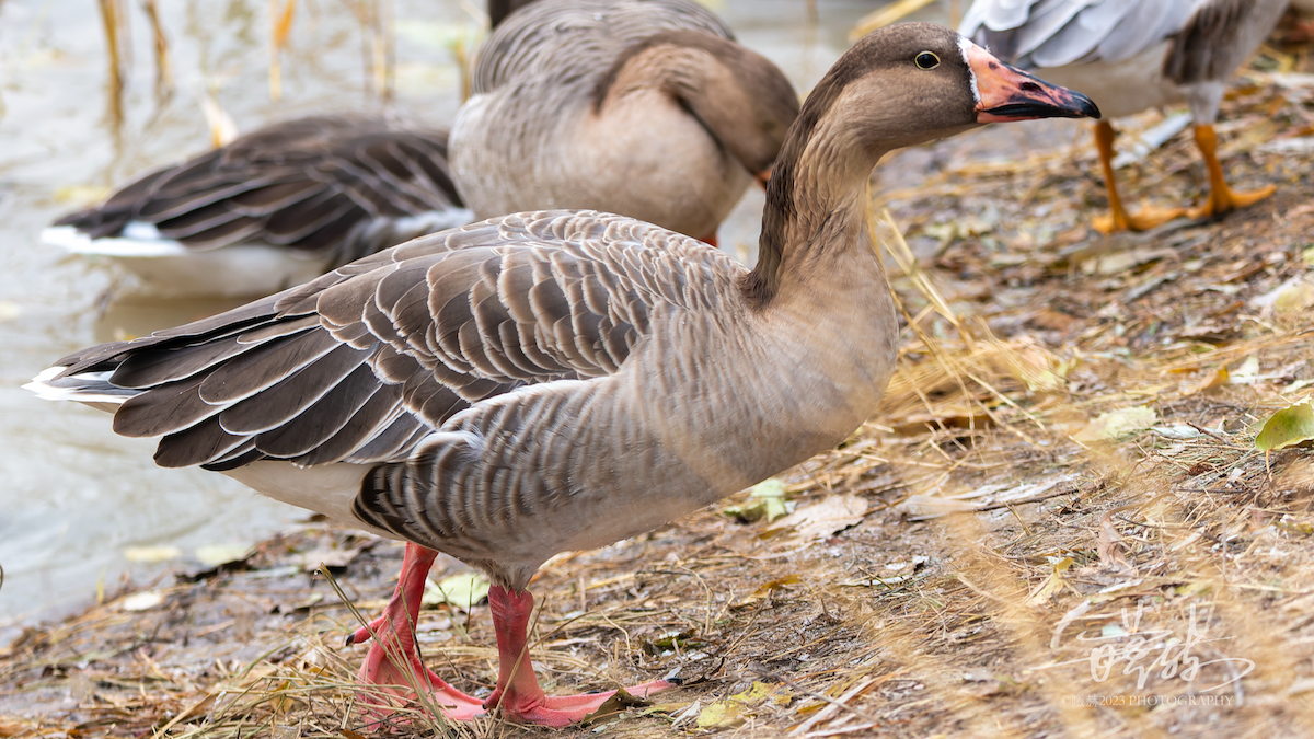 husa velká x labutí (hybrid) - ML646405440