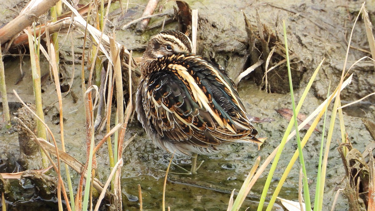 Jack Snipe - ML646405441