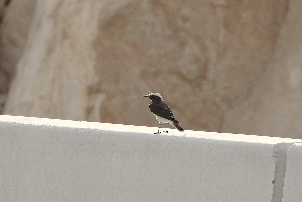 シラガサバクヒタキ - ML646405444