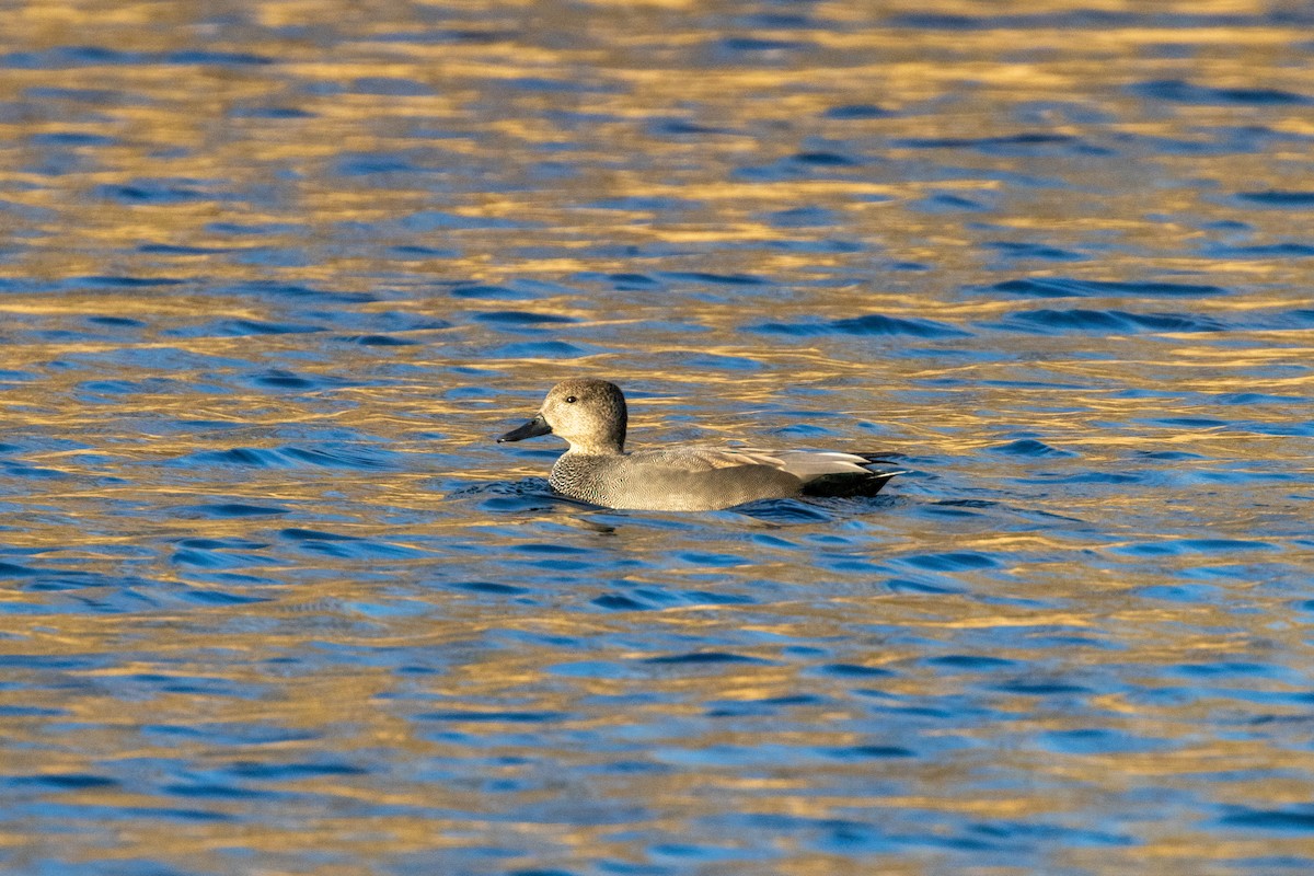 赤膀鴨 - ML646405445