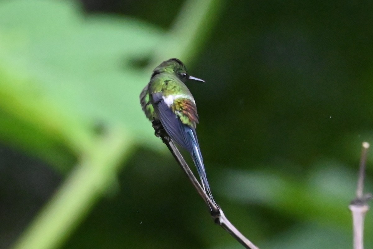 Green Thorntail - ML646405446