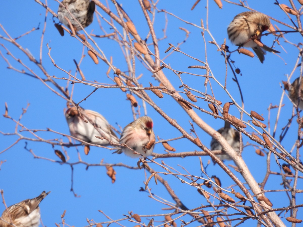 普通朱頂雀 - ML646405447