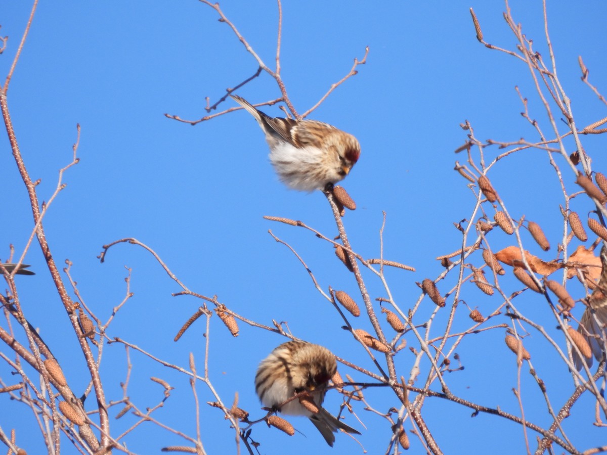 普通朱頂雀 - ML646405448