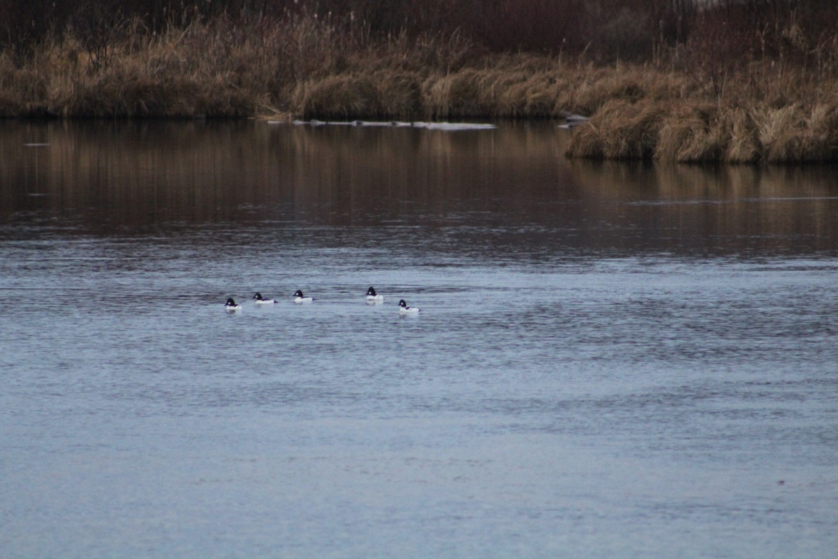 Common Goldeneye - ML646405449