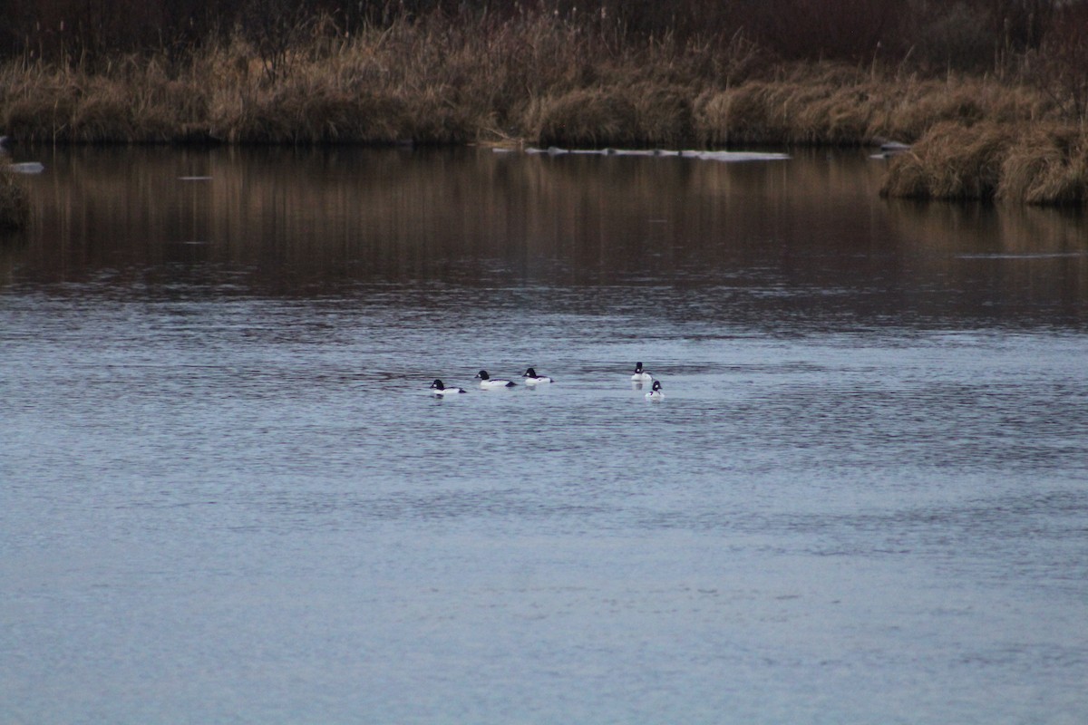 Common Goldeneye - ML646405450