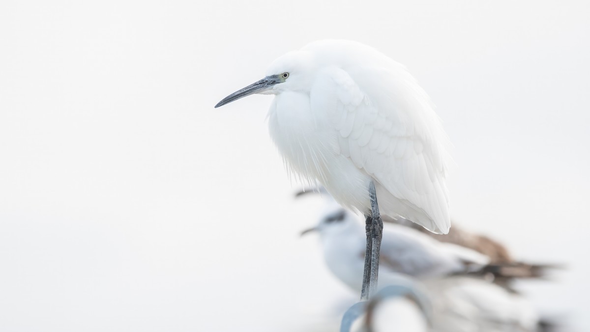 Little Egret (Western) - ML646405455