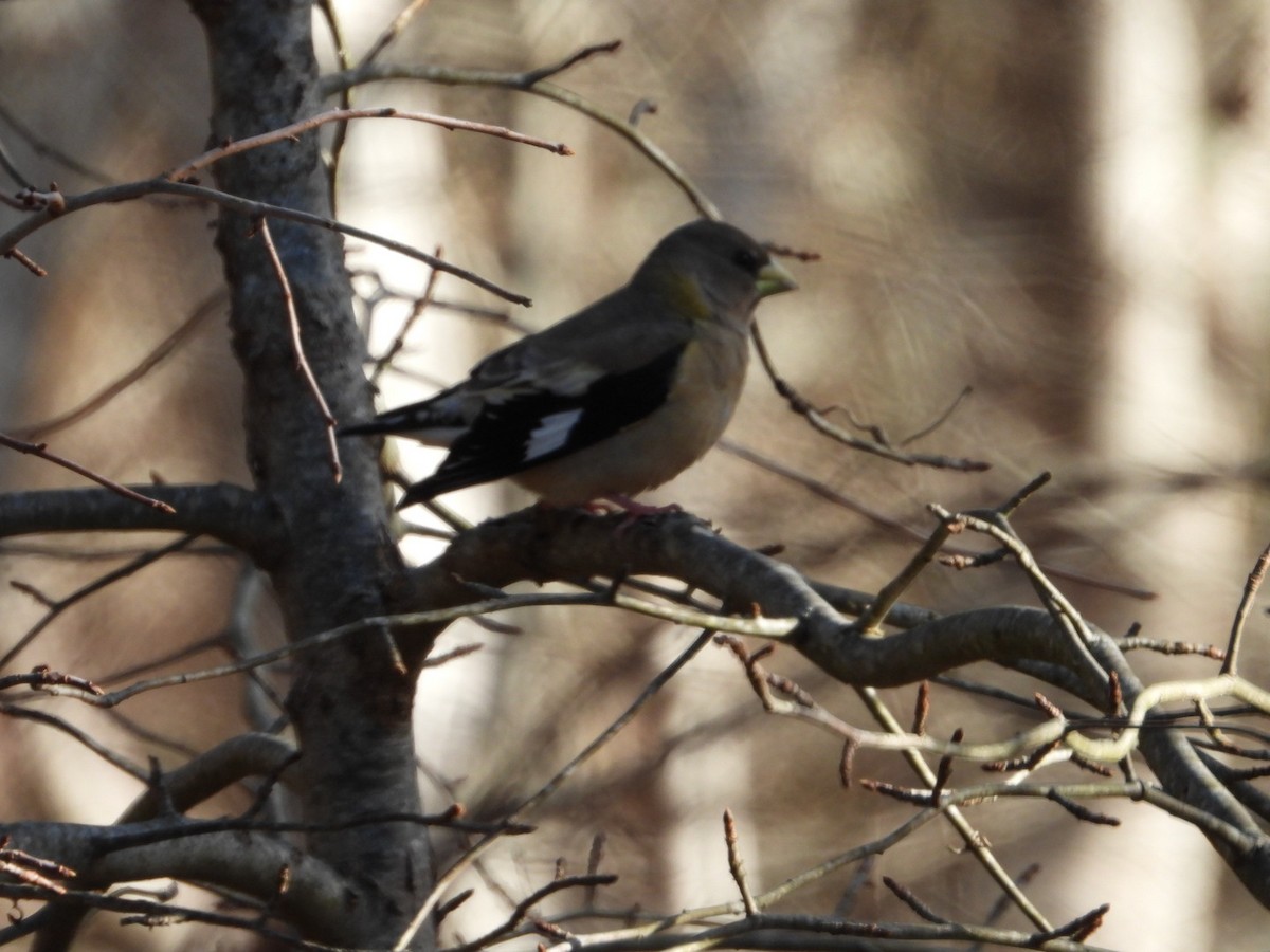 Evening Grosbeak - ML646405456