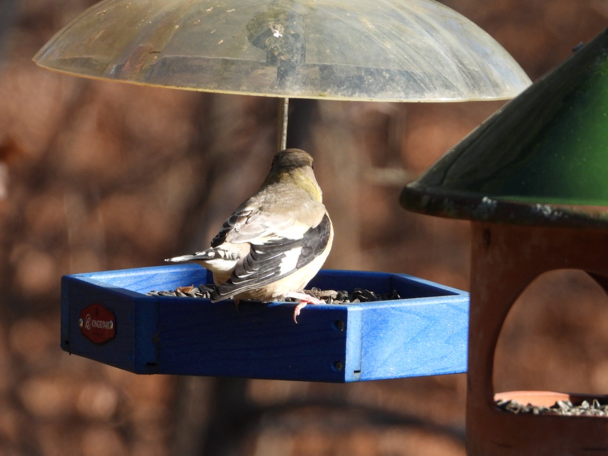 Evening Grosbeak - ML646405457
