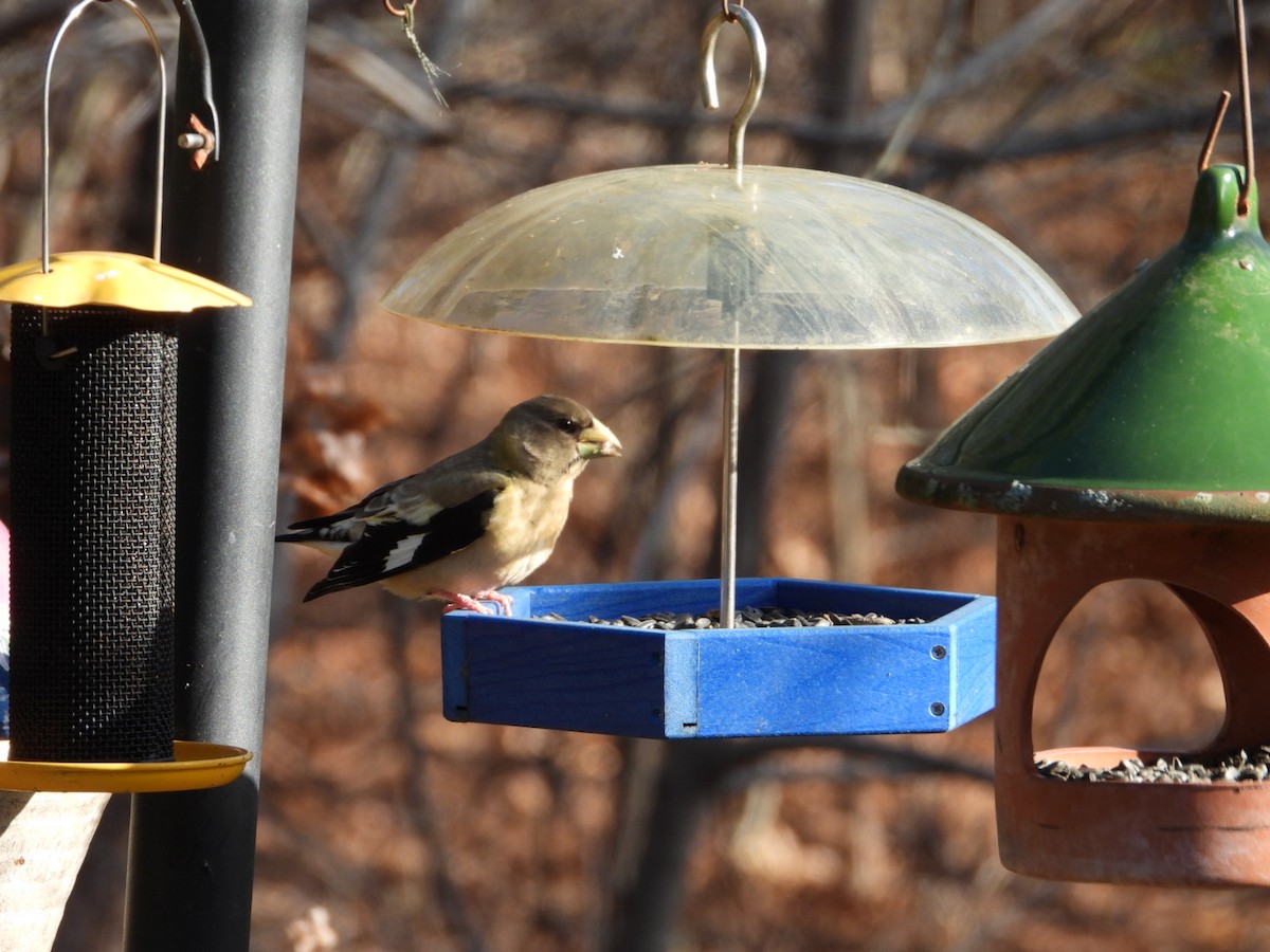 Evening Grosbeak - ML646405458