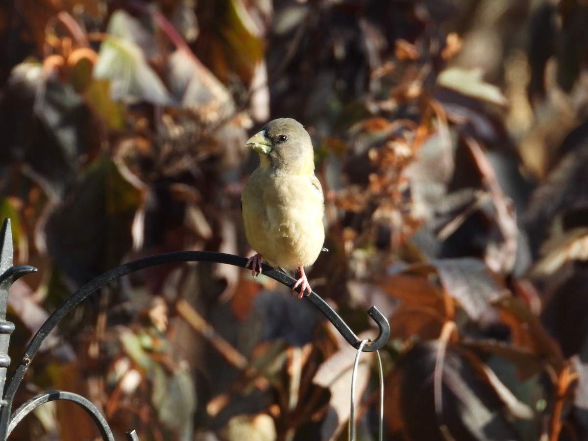 Evening Grosbeak - ML646405459