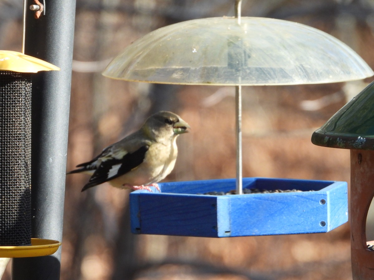 Evening Grosbeak - ML646405460