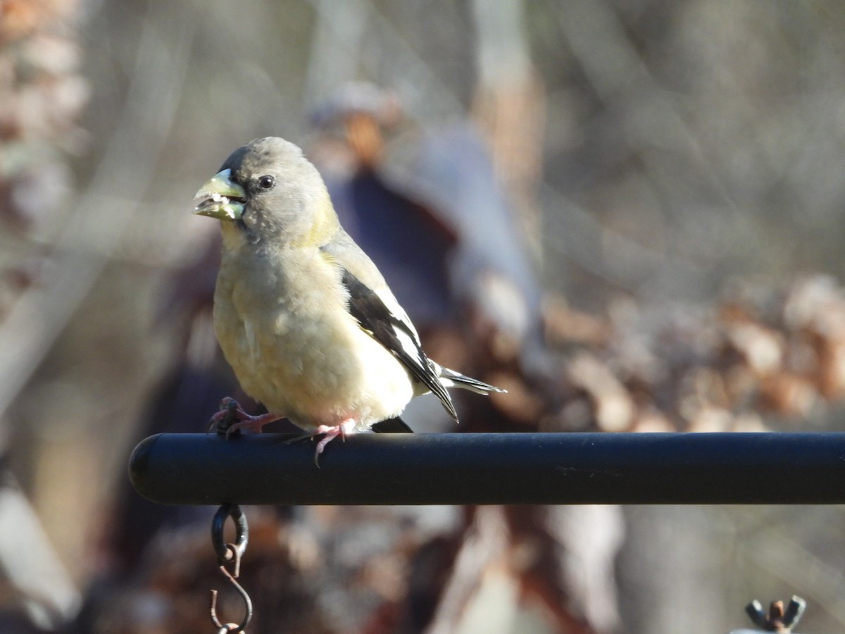 Evening Grosbeak - ML646405461