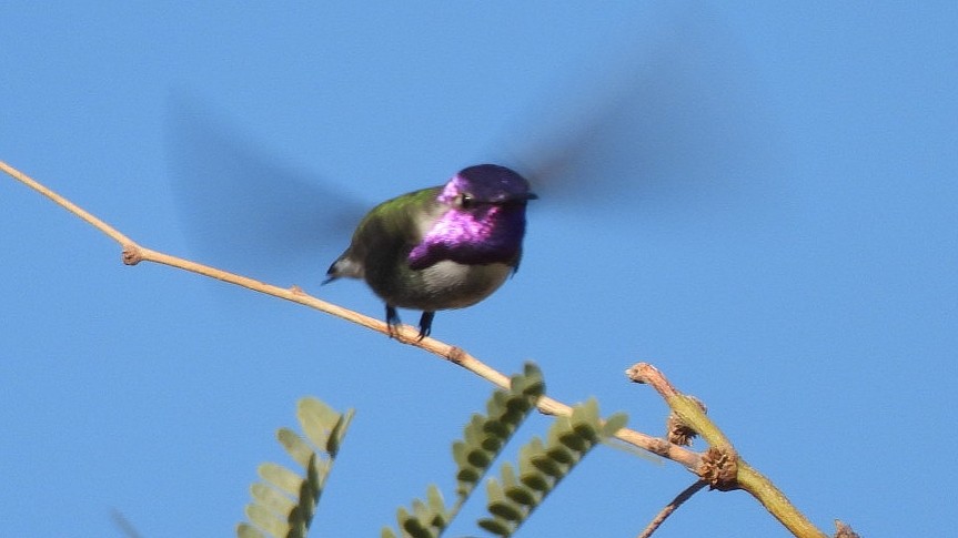 Costa's Hummingbird - ML646405463