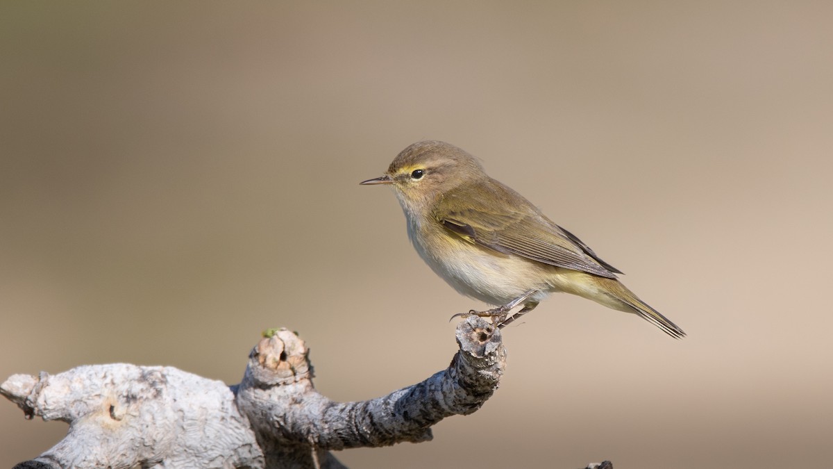 Common Chiffchaff - ML646405465
