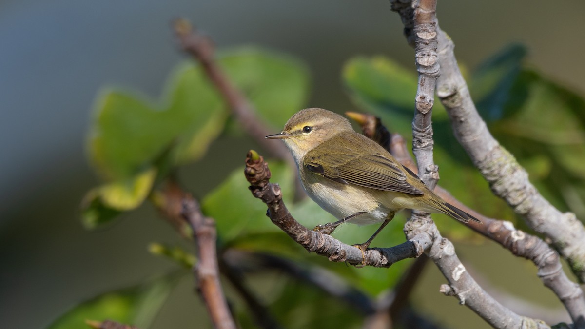 Common Chiffchaff - ML646405466