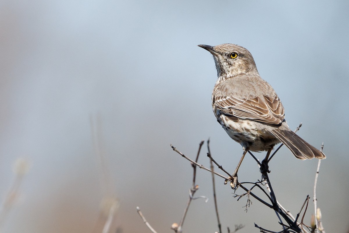 drozdec horský - ML646405467