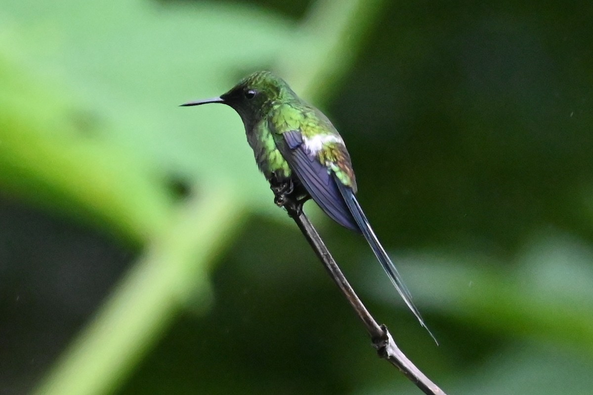 Green Thorntail - ML646405469