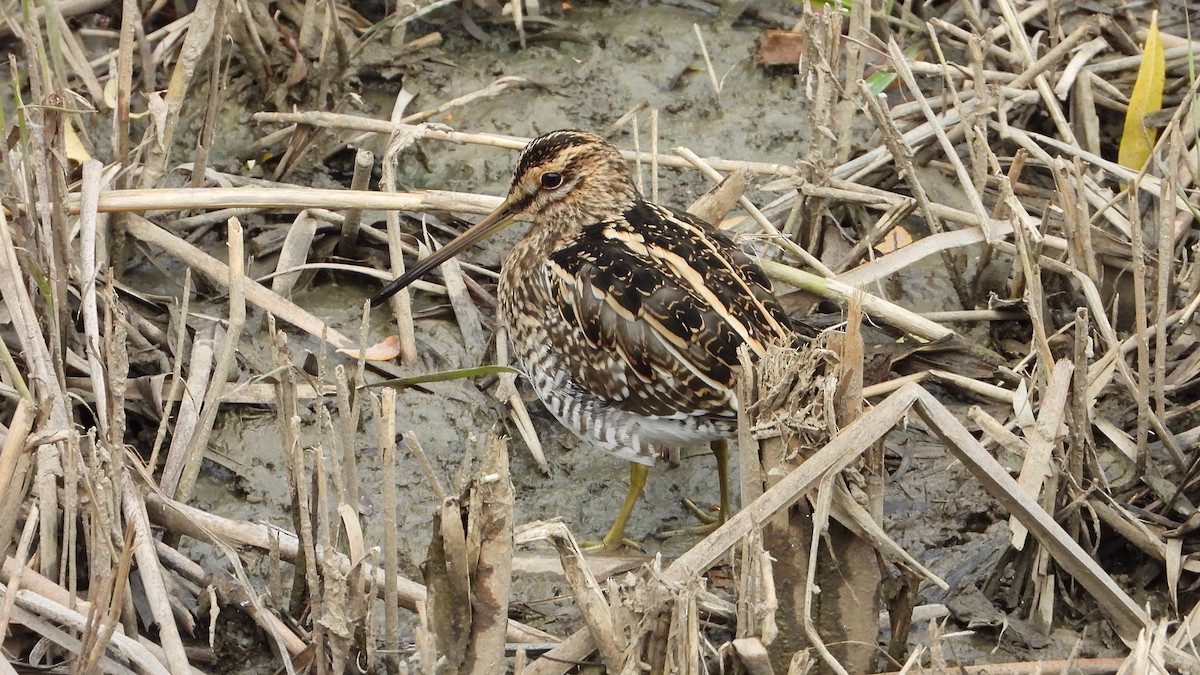 Common Snipe - ML646405471