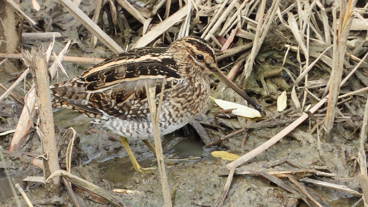 Common Snipe - ML646405472
