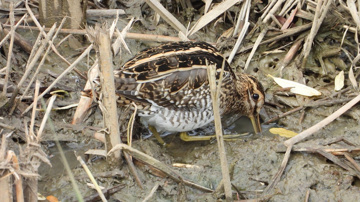 Common Snipe - ML646405473