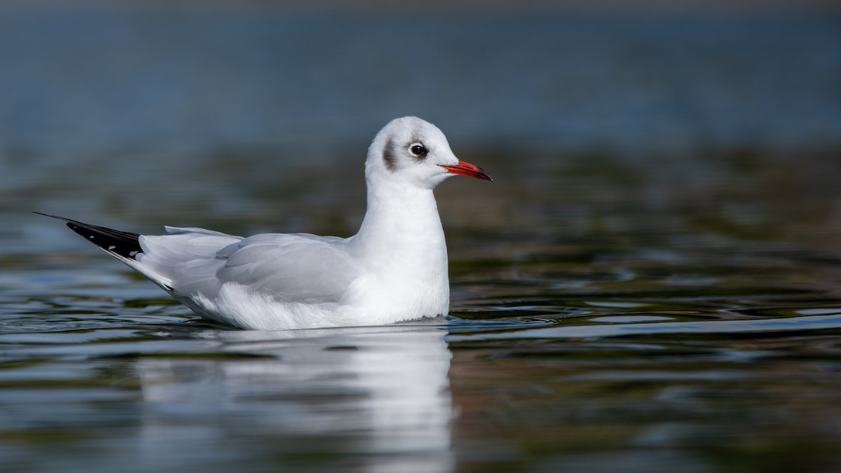 Black-headed Gull - ML646405474