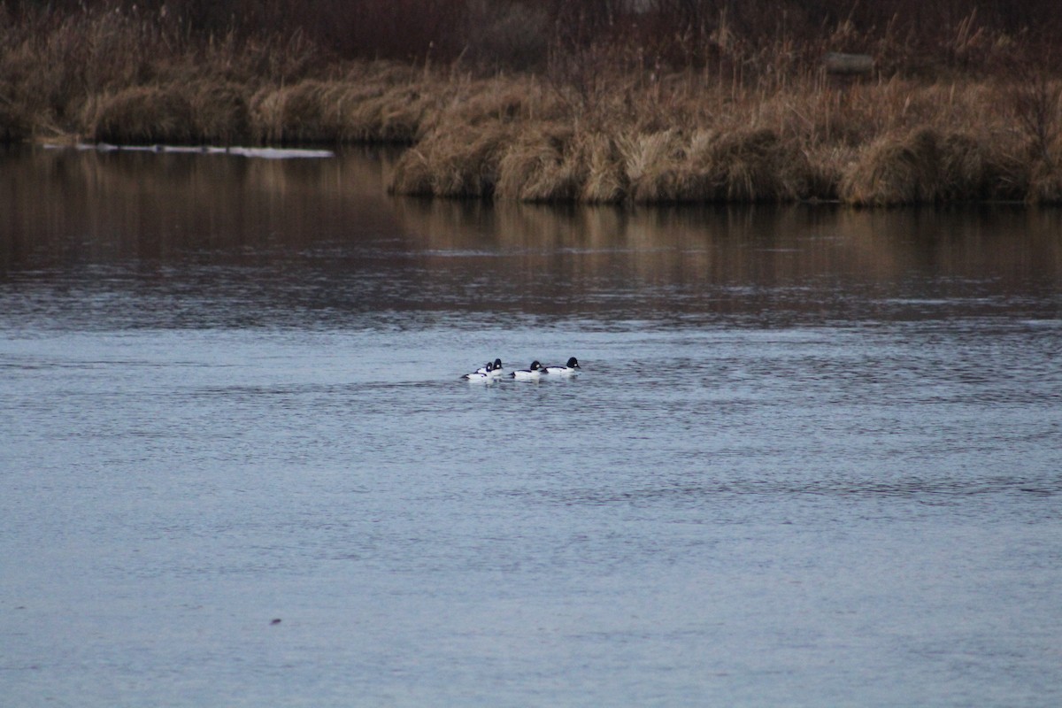 Common Goldeneye - ML646405478