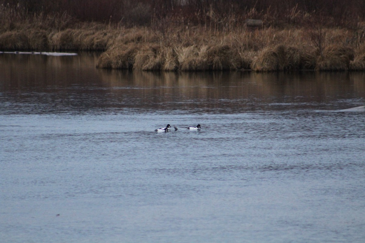 Common Goldeneye - ML646405479