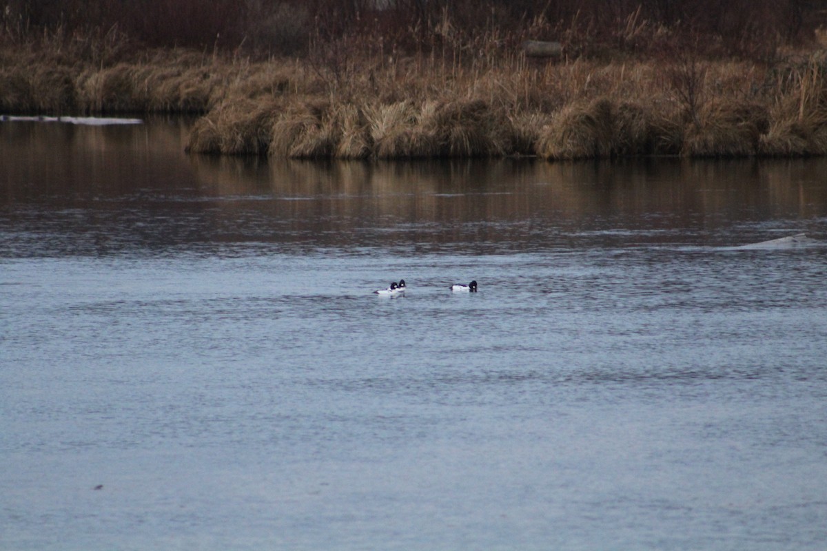 Common Goldeneye - ML646405480