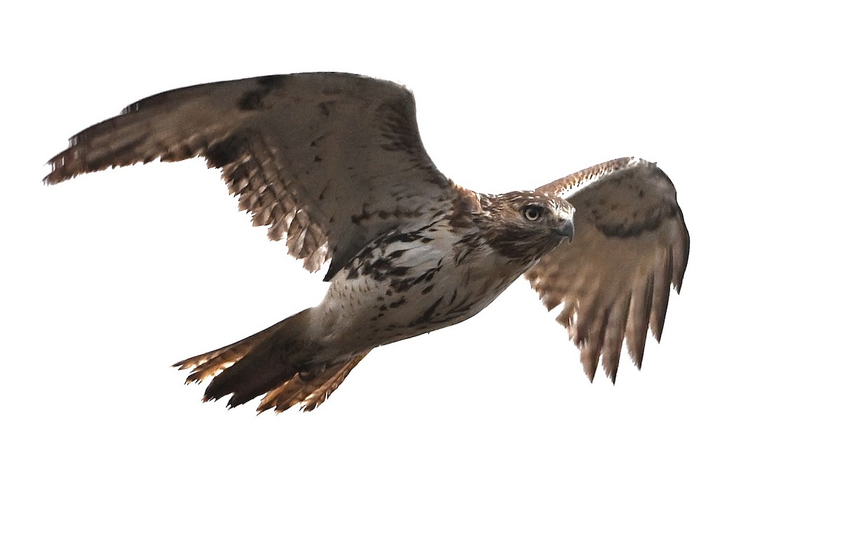 káně rudochvostá - ML646405482