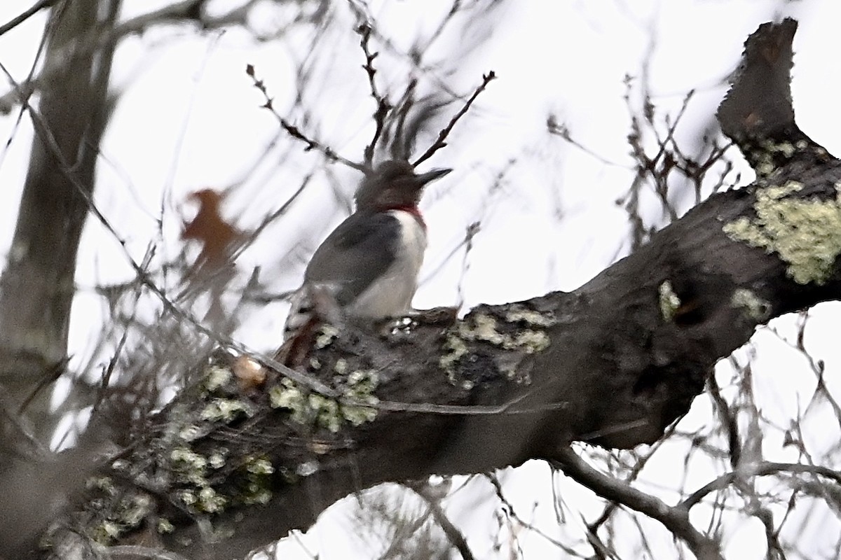 datel červenohlavý - ML646405484