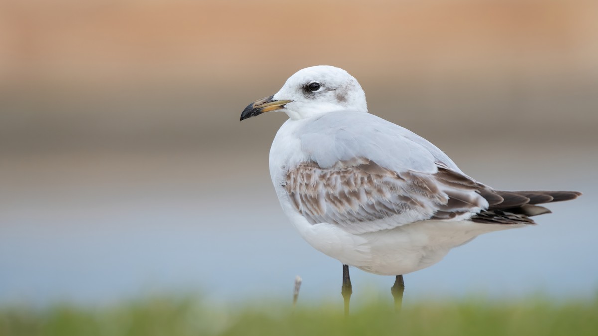 Mediterranean Gull - ML646405485