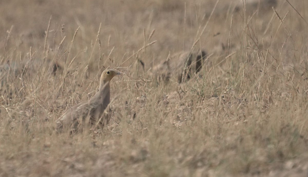 stepokur hnědobřichý - ML646405486