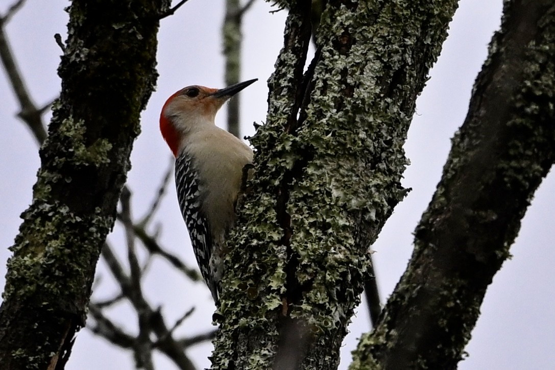 datel karolínský - ML646405487