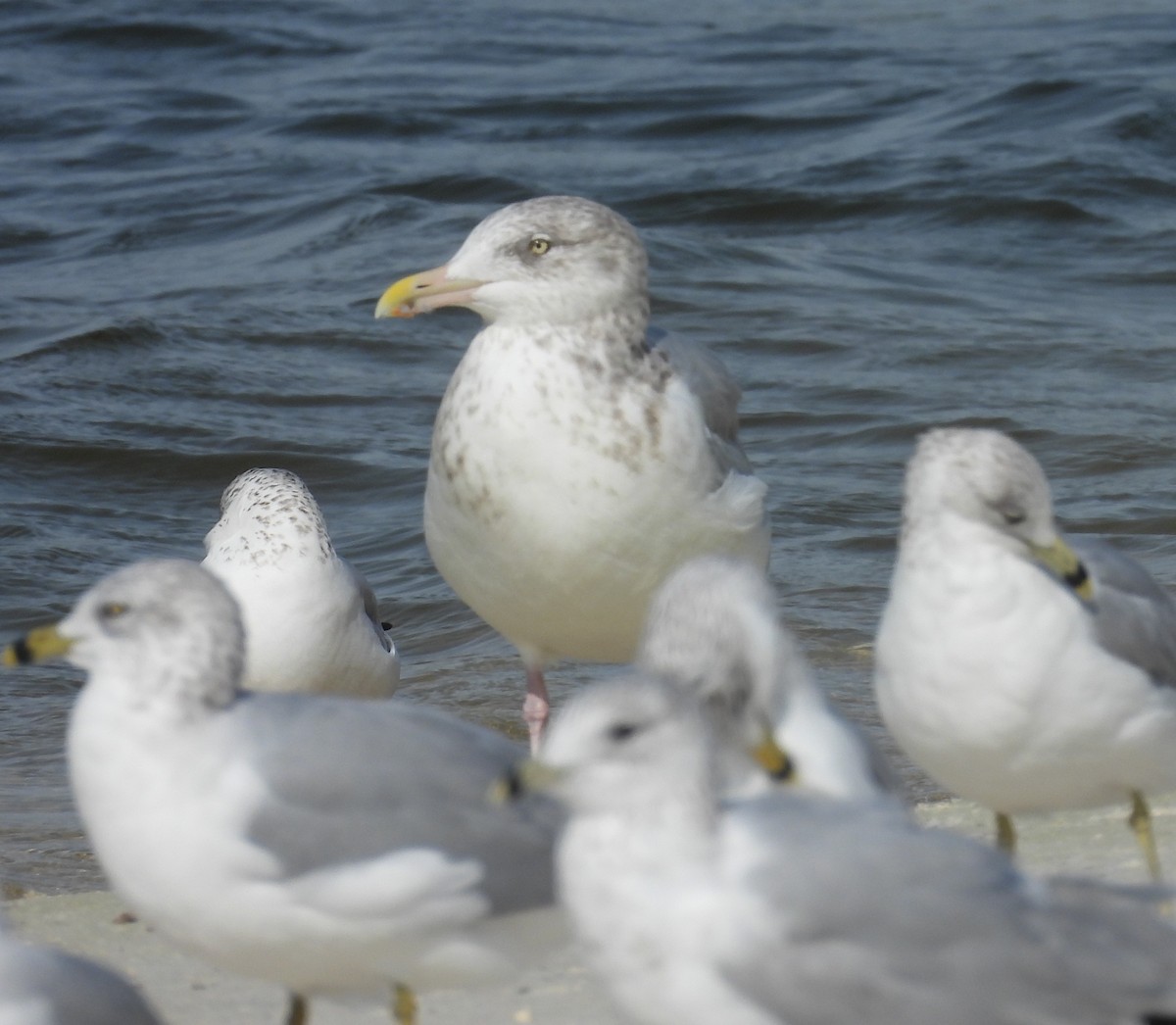 American Herring Gull - ML646405489