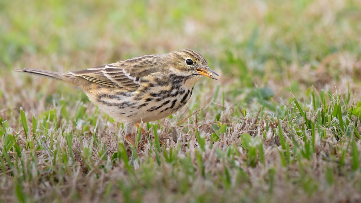 Meadow Pipit - ML646405490