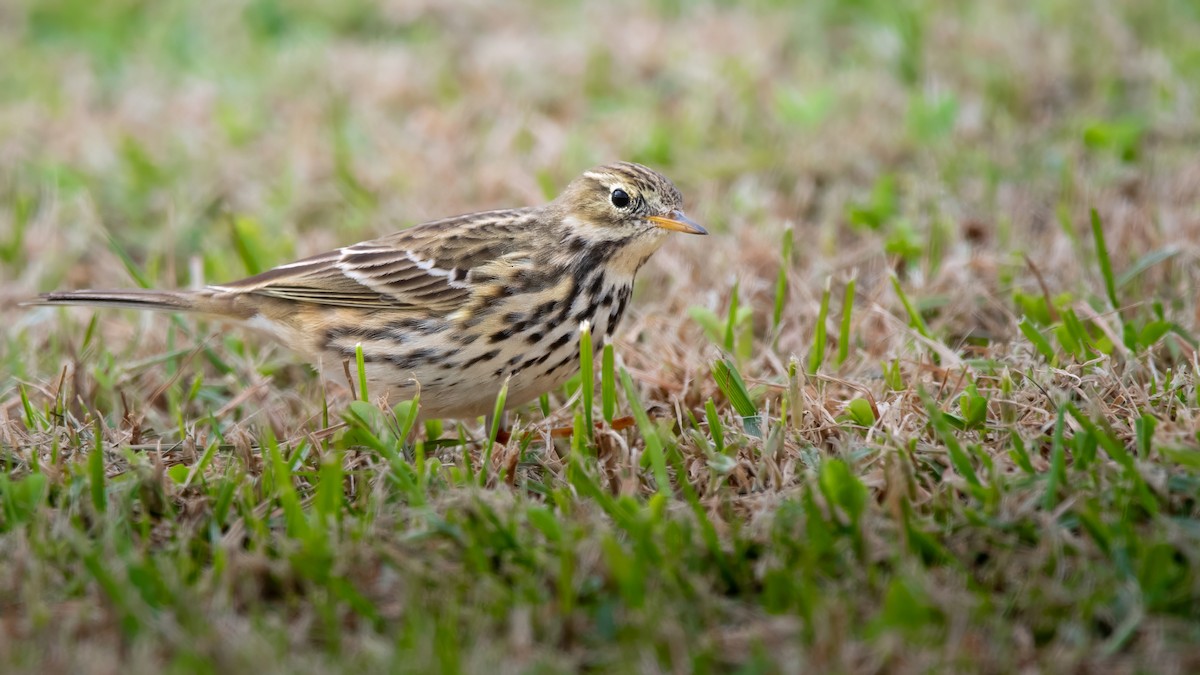Meadow Pipit - ML646405491
