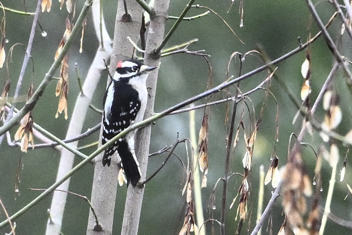 strakapoud osikový - ML646405492