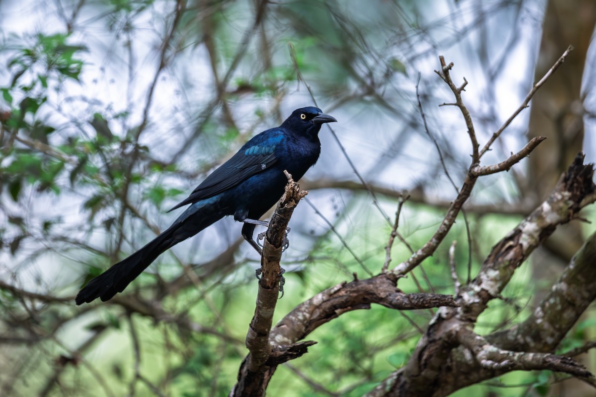 Great-tailed Grackle - ML646405493