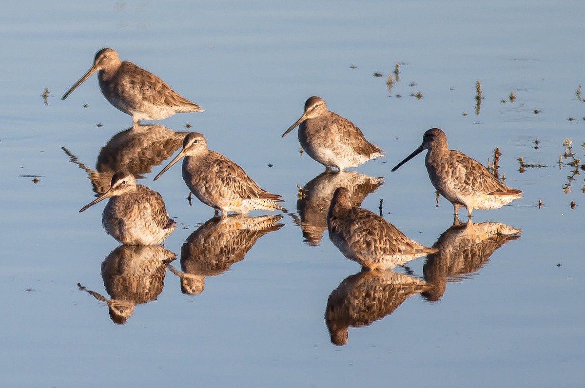 長嘴半蹼鷸 - ML646405494