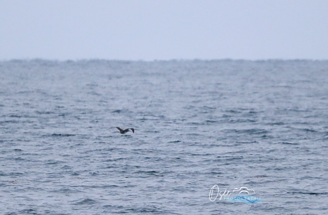 Northern Gannet - ML646405495