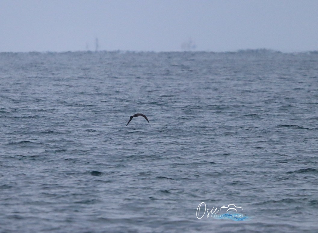 Northern Gannet - ML646405496