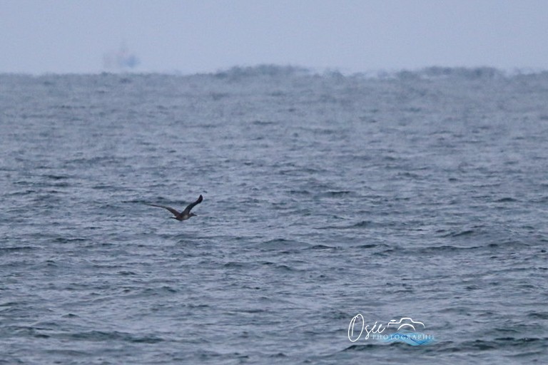 Northern Gannet - ML646405497