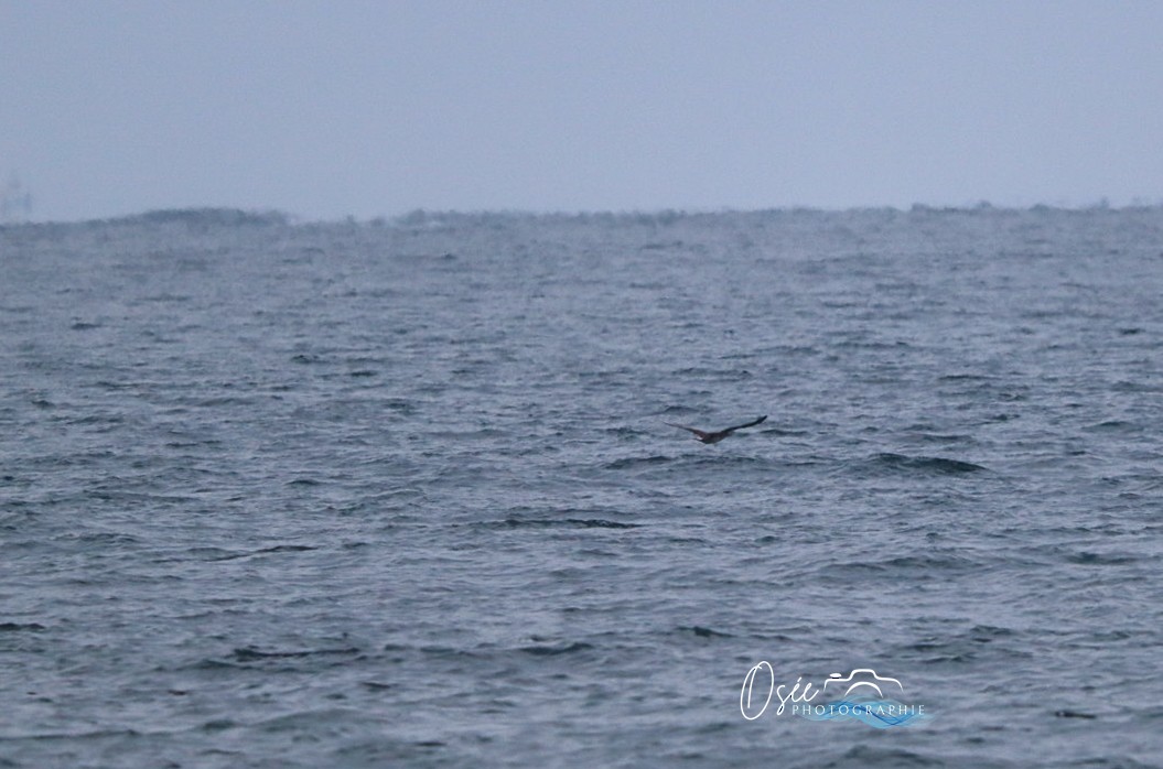 Northern Gannet - ML646405498