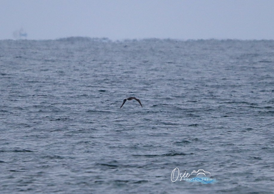 Northern Gannet - ML646405499