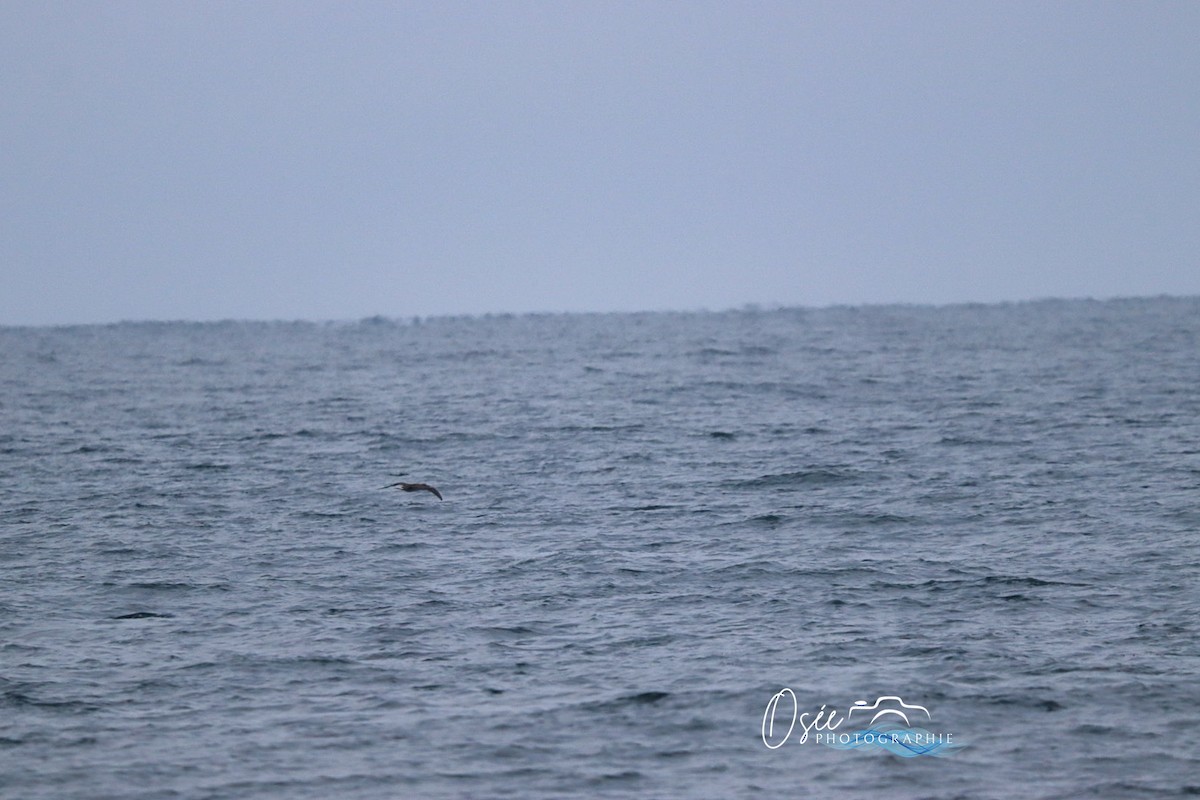 Northern Gannet - ML646405500