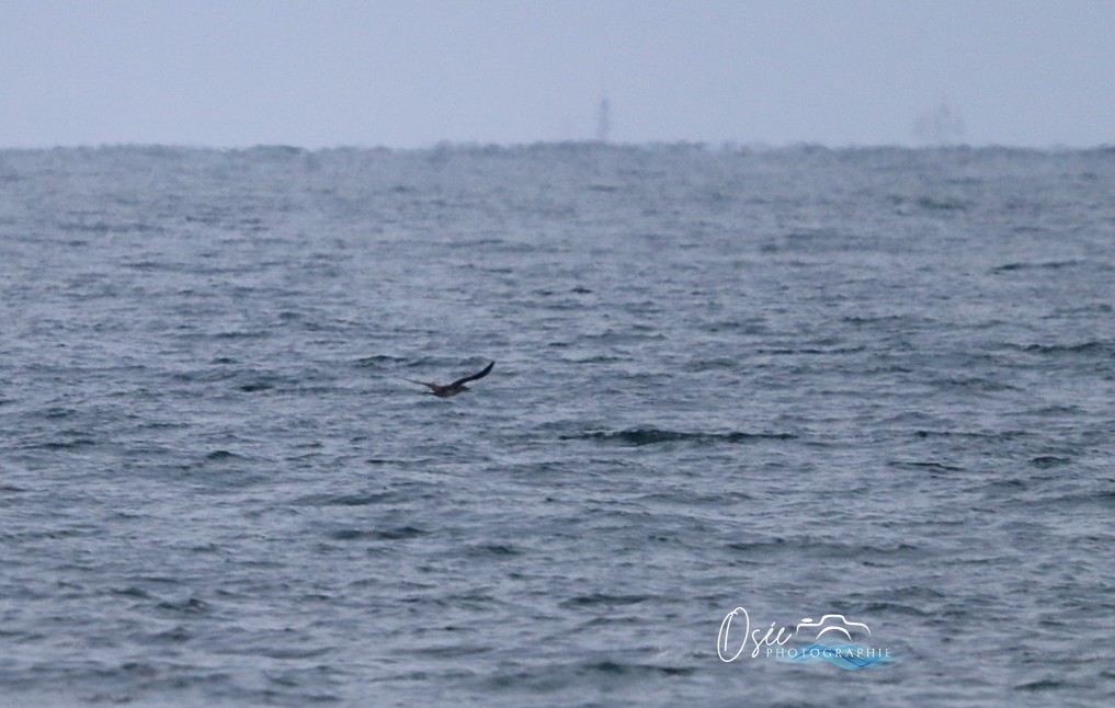 Northern Gannet - ML646405501