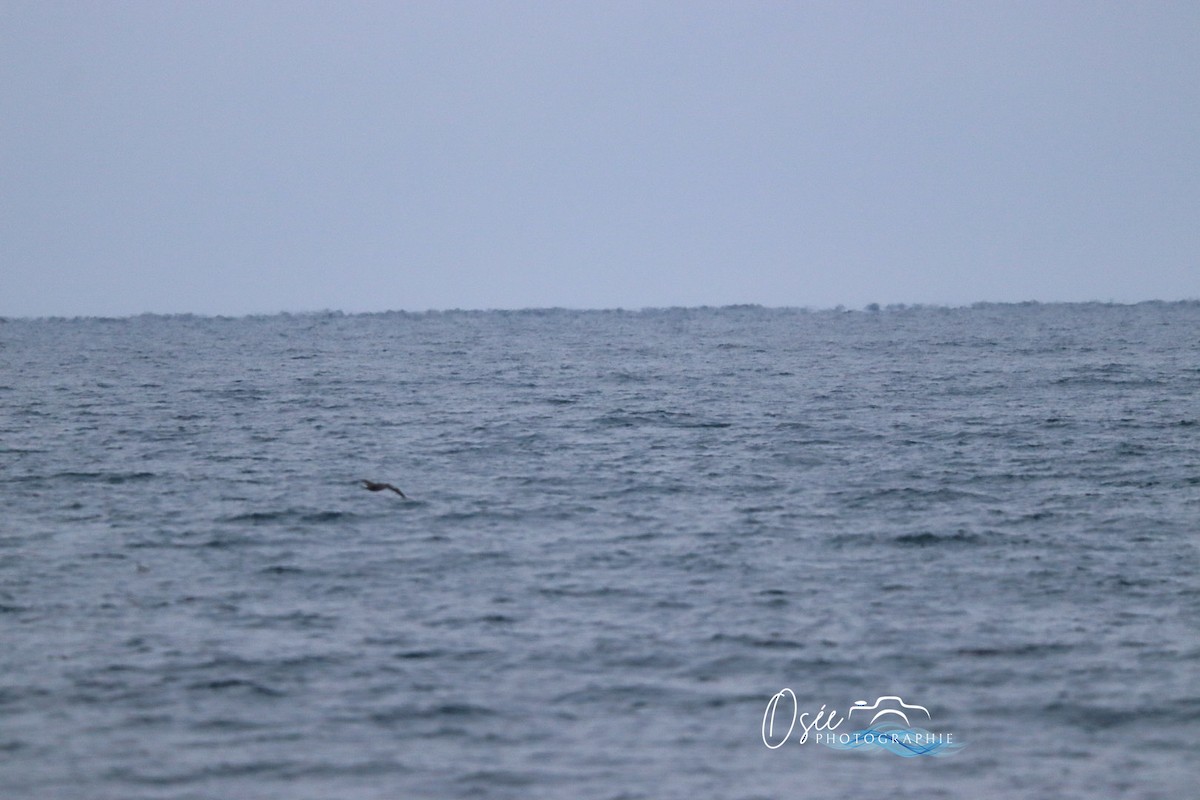 Northern Gannet - ML646405502